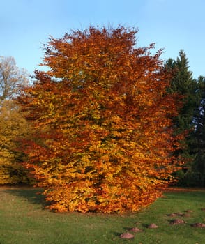 Autumnal beech