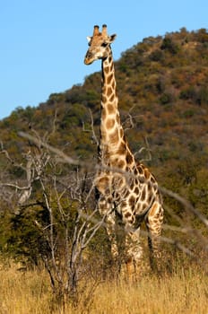 Giraffe (Giraffe camelopardalis)