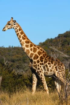 Giraffe (Giraffe camelopardalis)