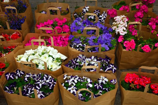 Flowers in brown shopping bags