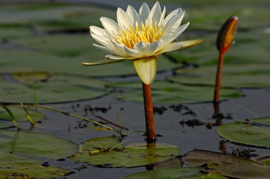 Water lily