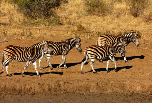 Steppe zebras marching into the bush,Africa