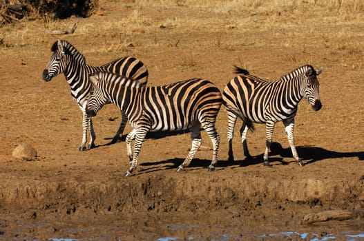 Steppe zebra (Equus burchell),Africa