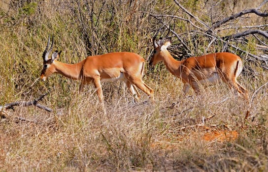 Impala Antelope,Africa