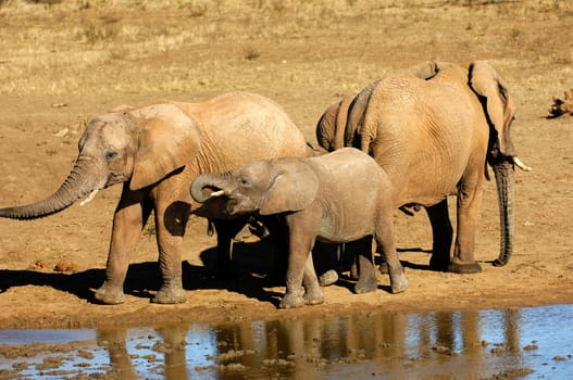 Herd of African elephants at a waterhole,Madikwe Game Reserve,South Africa