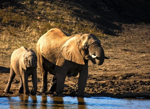 Elephant cow with cub at drinking trough in the morning,Africa