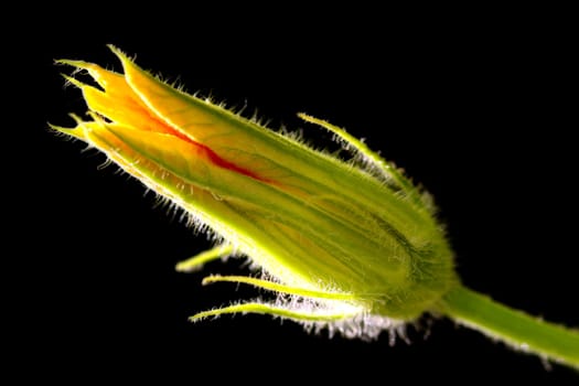 Ornamental Pumpkin Blossom