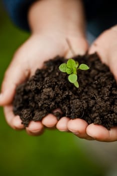 Hand holding a fresh young plant