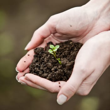 Hand holding a fresh young plant