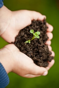 Hand holding a fresh young plant