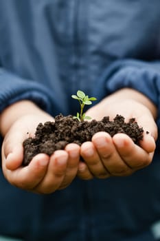 Hand holding a fresh young plant
