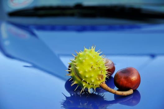 chestnuts on the hood
