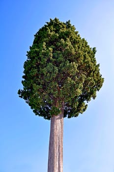 Cypress
