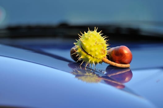 chestnuts on the blue horizontal