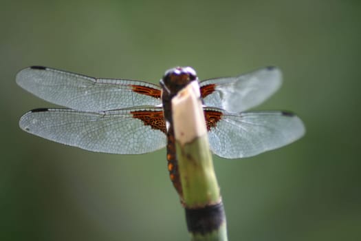 Libelle