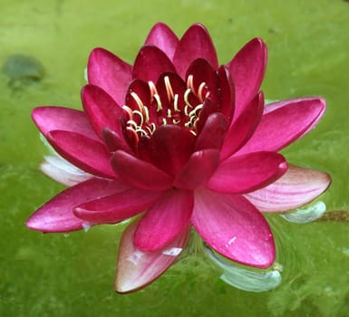 Water lily