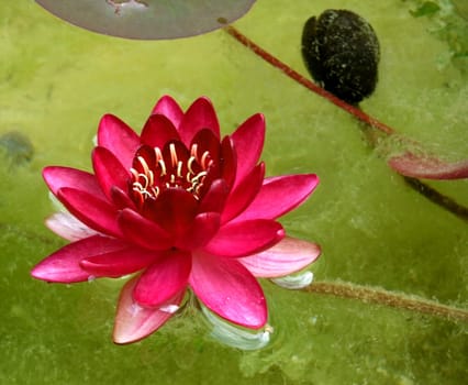 Water lily with bud