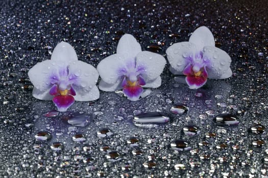 Orchids....