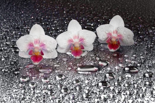 Orchids