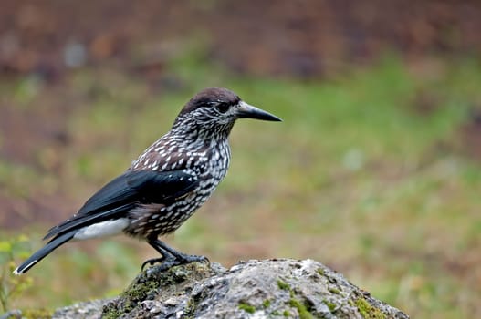 Spotted nutcracker