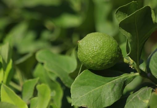 Lime