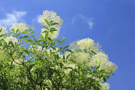 flowering elderberry bush