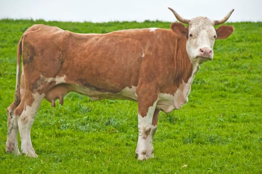 Cow