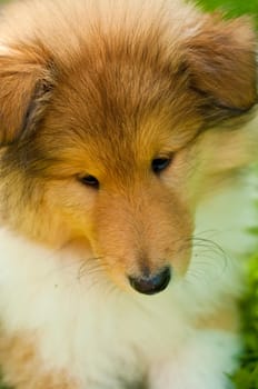 purebred collie puppy