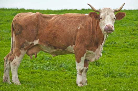 Cow