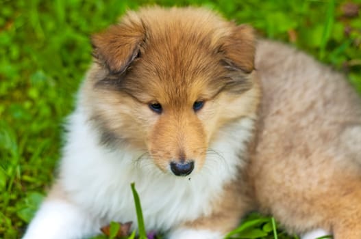 purebred collie puppy