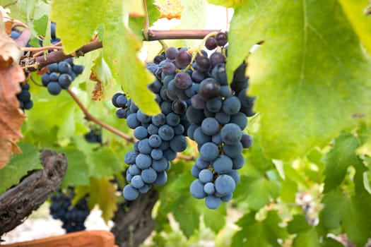 Grape
