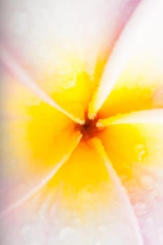 Frangipani Macro