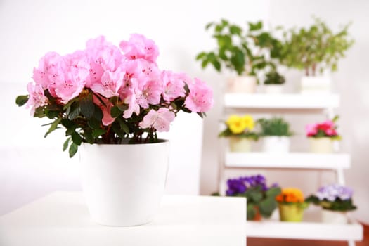 Flowers in interior