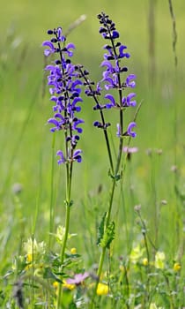 Salvia pratensis