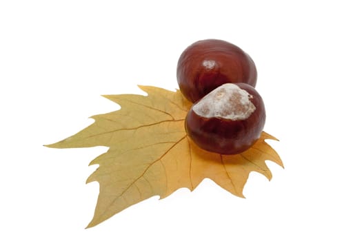 Chestnut on foliage