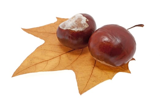 Chestnut on foliage