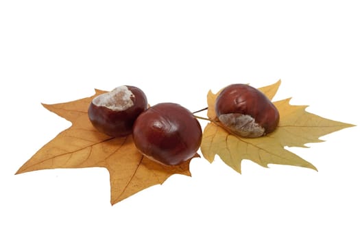 Chestnut on foliage