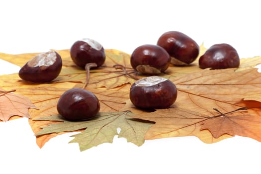 Chestnut on foliage