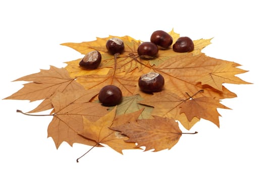 Chestnut on foliage
