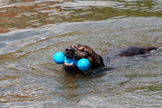 swimming dog