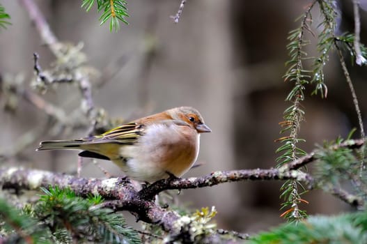 Chaffinch