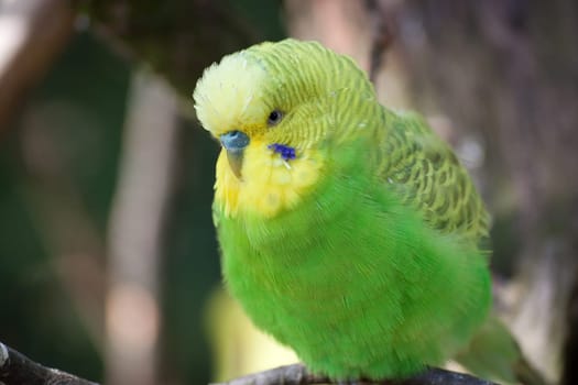 Budgerigar