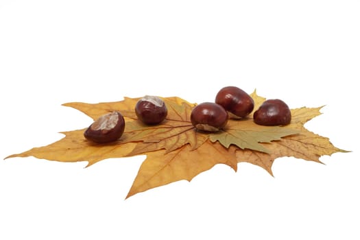 Chestnut on foliage