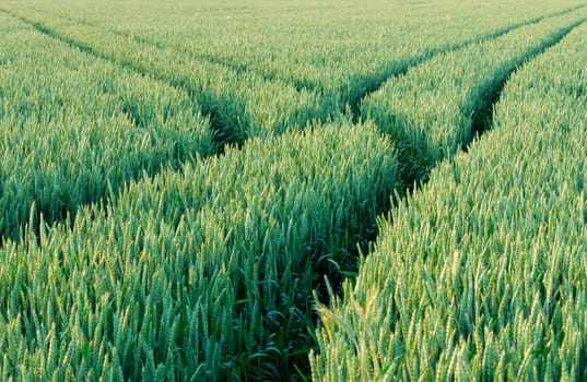 field of wheat