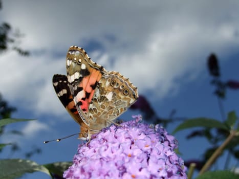 Lilac with butterfly