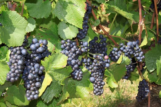 Grapes