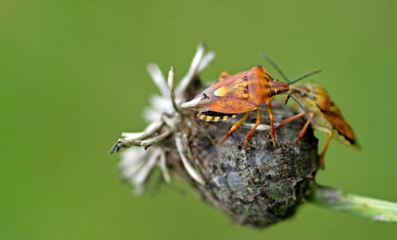 Carpocoris purpureipennis