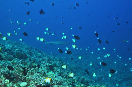 At Apo Reef in Palawan / Philippines