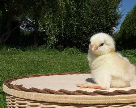 fluffy chick