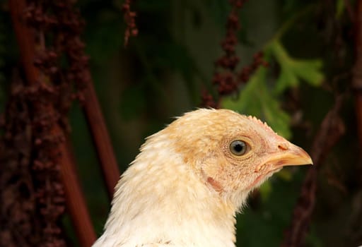 pink chicks